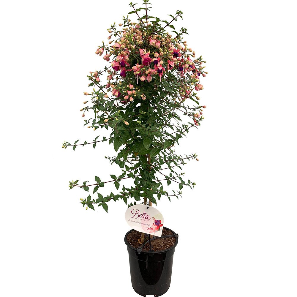 Copacel Cercelus (Fuchsia) Ellebel, cu flori roz-violet duble, prefera semiumbra
