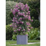Copacel Cercelus (Fuchsia) Ellebel, cu flori roz-violet duble, prefera semiumbra