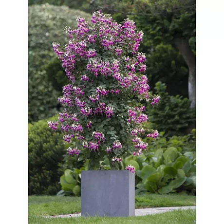 Copacel Cercelus (Fuchsia) Ellebel, cu flori roz-violet duble, prefera semiumbra