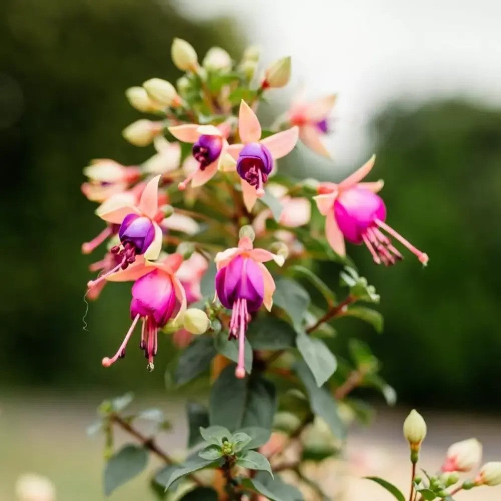 Copacel Cercelus (Fuchsia) Ellebel, cu flori roz-violet duble, prefera semiumbra