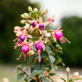 Copacel Cercelus (Fuchsia) Ellebel, cu flori roz-violet duble, prefera semiumbra
