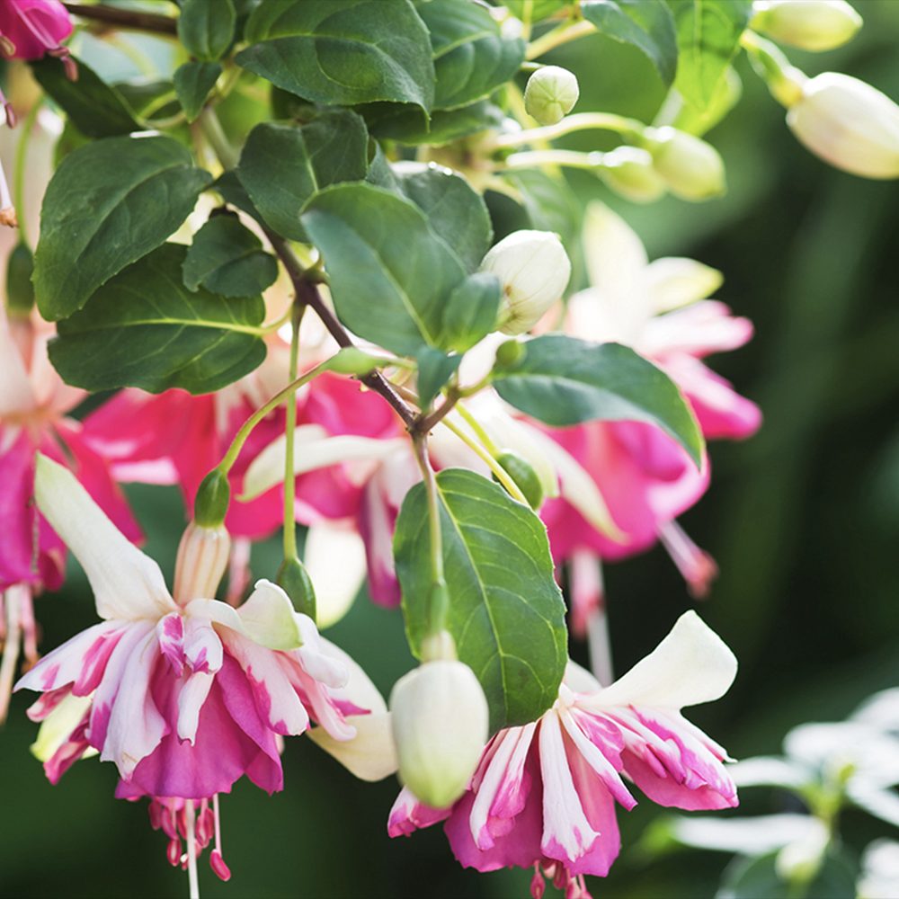 Copacel Cercelus (Fuchsia) Elma, cu flori roz-violet duble pentru terasa si gradina, prefera semiumbra