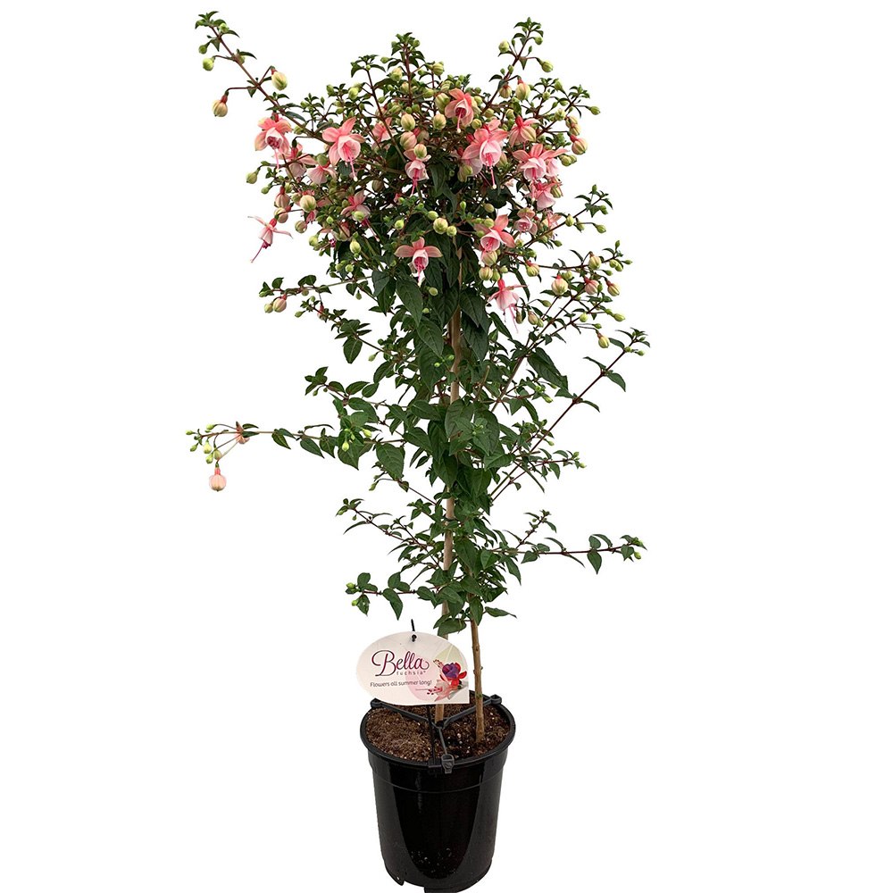 Copacel Cercelus (Fuchsia) Elma, cu flori roz-violet duble pentru terasa si gradina, prefera semiumbra