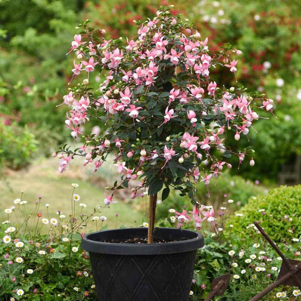 Copacel Cercelus (Fuchsia) Elma, cu flori roz-violet duble pentru terasa si gradina, prefera semiumbra