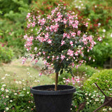 Copacel Cercelus (Fuchsia) Elma, cu flori roz-violet duble pentru terasa si gradina, prefera semiumbra