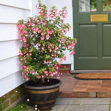Copacel Cercelus (Fuchsia) Elma, cu flori roz-violet duble pentru terasa si gradina, prefera semiumbra