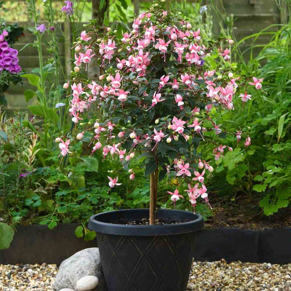 Copacel Cercelus (Fuchsia) Elma, cu flori roz-violet duble pentru terasa si gradina, prefera semiumbra
