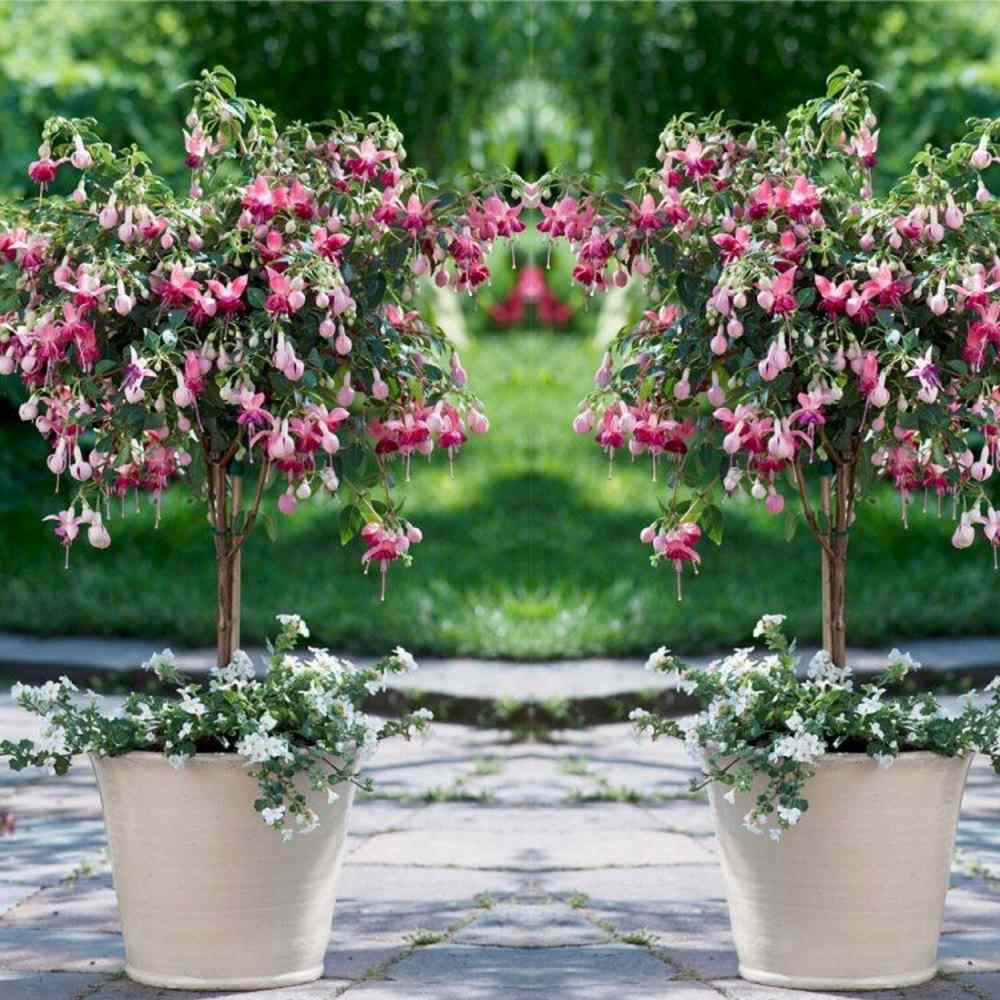 Copacel Cercelus (Fuchsia) Paula Jane, cu flori duble bicolore pentru terasa si balcon, prefera semiumbra