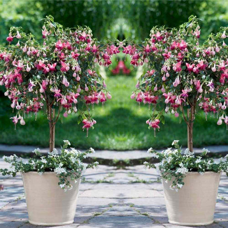 Copacel Cercelus (Fuchsia) Paula Jane, cu flori duble bicolore pentru terasa si balcon, prefera semiumbra