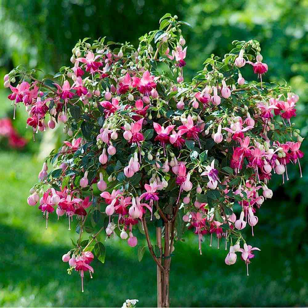 Copacel Cercelus (Fuchsia) Paula Jane, cu flori duble bicolore pentru terasa si balcon, prefera semiumbra
