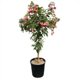 Copacel Cercelus (Fuchsia) Paula Jane, cu flori duble bicolore pentru terasa si balcon, prefera semiumbra