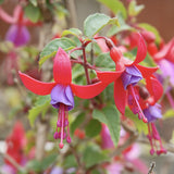 Copacel Cercelus (Fuchsia) Angela, planta decorativa cu flori roz mov vara
