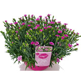 Garofita Bicolor Pink KIsses, perena parfumata, flori bicolore roz, pentru borduri, stancarii si ghivece