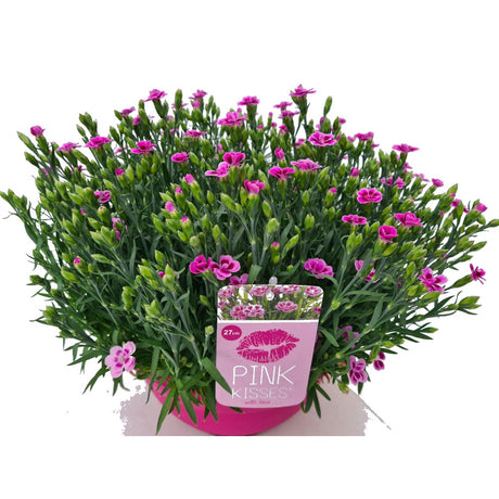 Garofita Bicolor Pink KIsses, perena parfumata, flori bicolore roz, pentru borduri, stancarii si ghivece