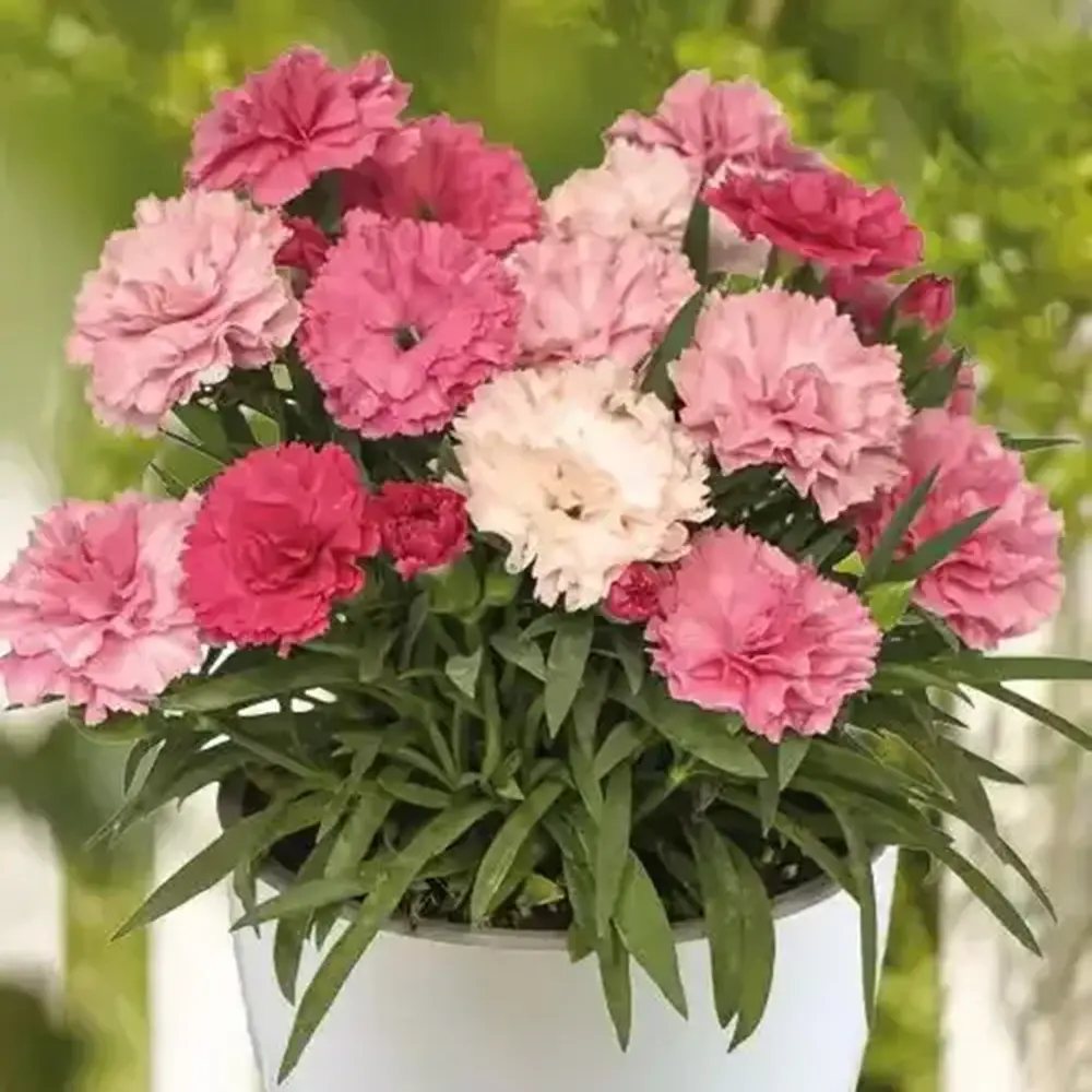 Garofita Tricolor I Love U, cu flori roz intens, roz pal si alb, ghiveci xxl, planta matura premium