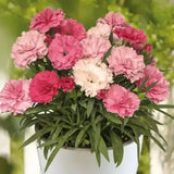 Garofita Tricolor I Love U, cu flori roz intens, roz pal si alb, ghiveci xxl, planta matura premium