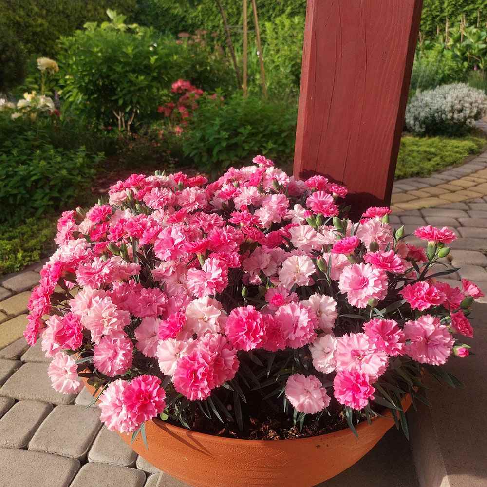 Garofita Tricolor I Love U, cu flori roz intens, roz pal si alb, ghiveci xxl, planta matura premium