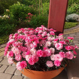 Garofita Tricolor I Love U, cu flori roz intens, roz pal si alb, ghiveci xxl, planta matura premium