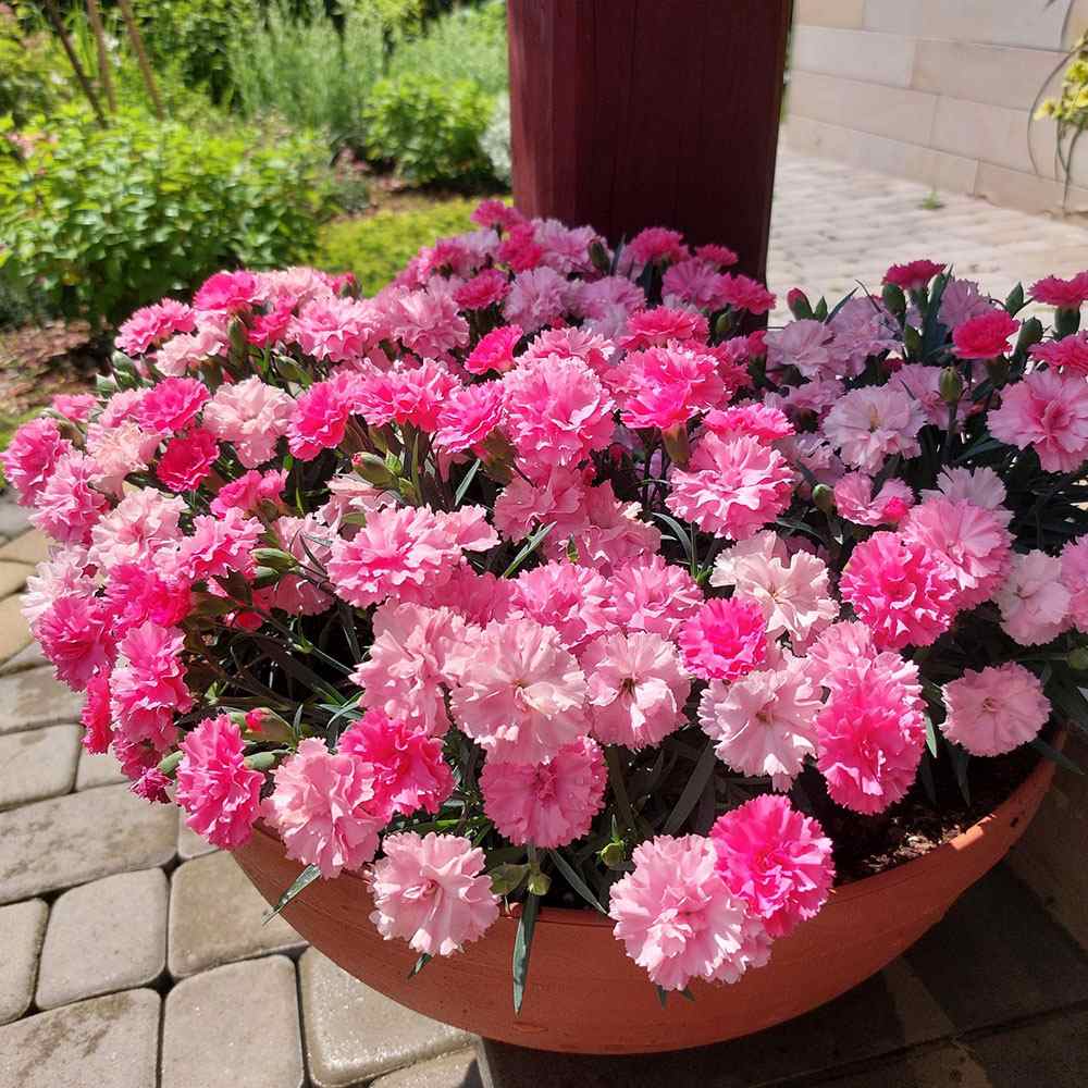 Garofita Tricolor I Love U, cu flori roz intens, roz pal si alb, ghiveci xxl, planta matura premium