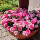 Garofita Tricolor I Love U, cu flori roz intens, roz pal si alb, ghiveci xxl, planta matura premium