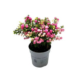 Gaultheria mucronata bicolora, arbust cu fructe rosii si albe lucioase, decorativ toamna si iarna, perfect de craciun