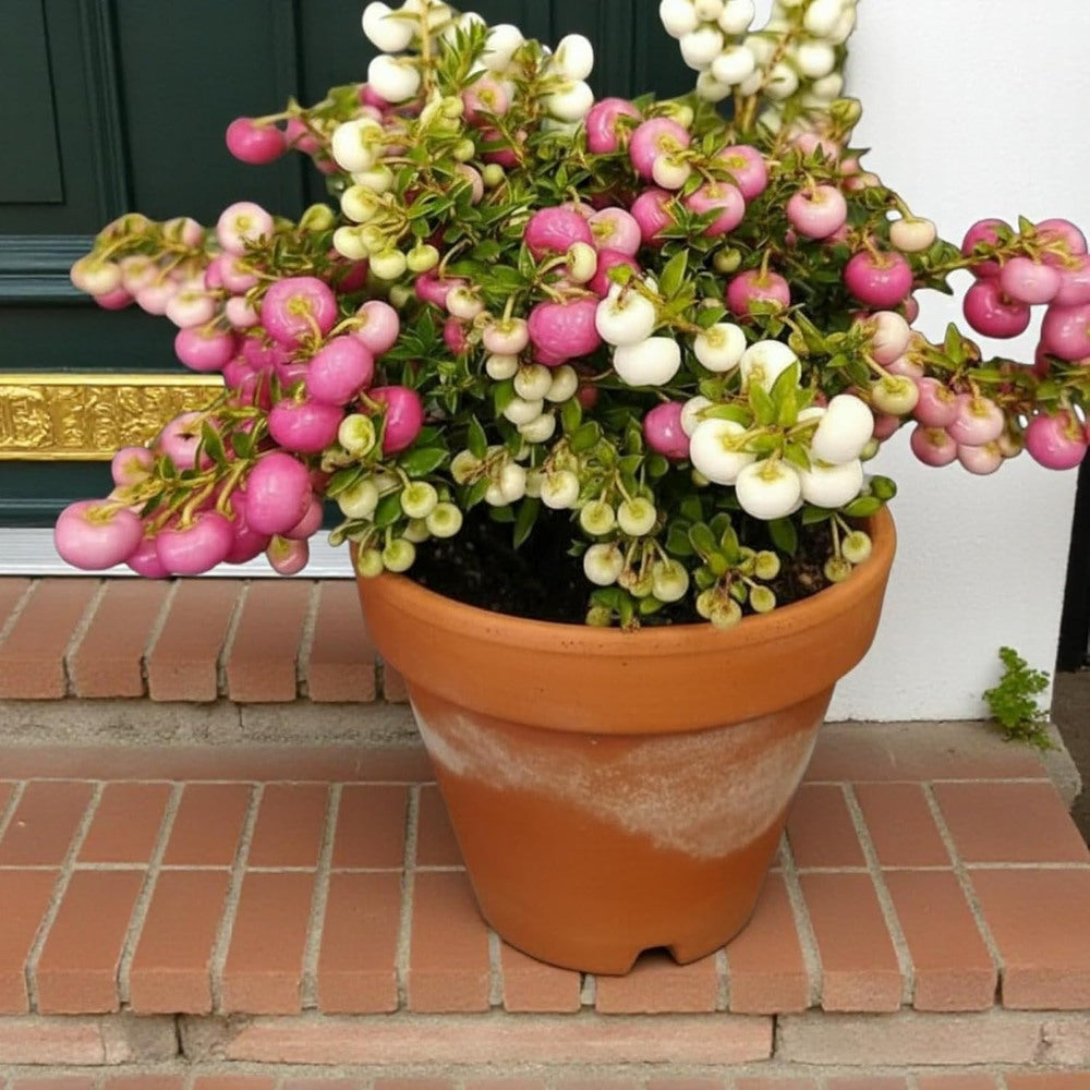 Gaultheria mucronata bicolora, arbust cu fructe rosii si albe lucioase, decorativ toamna si iarna, perfect de craciun