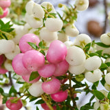 Gaultheria mucronata bicolora, arbust cu fructe rosii si albe lucioase, decorativ toamna si iarna, perfect de craciun