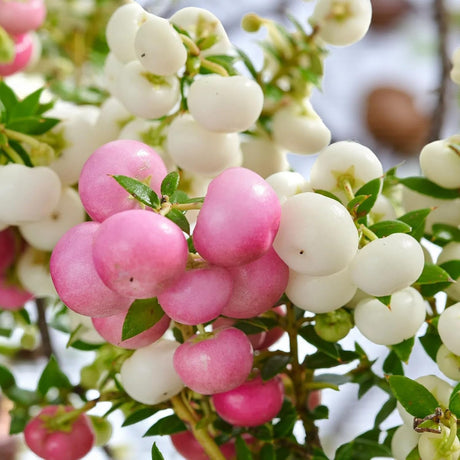 Gaultheria mucronata bicolora, arbust cu fructe rosii si albe lucioase, decorativ toamna si iarna, perfect de craciun