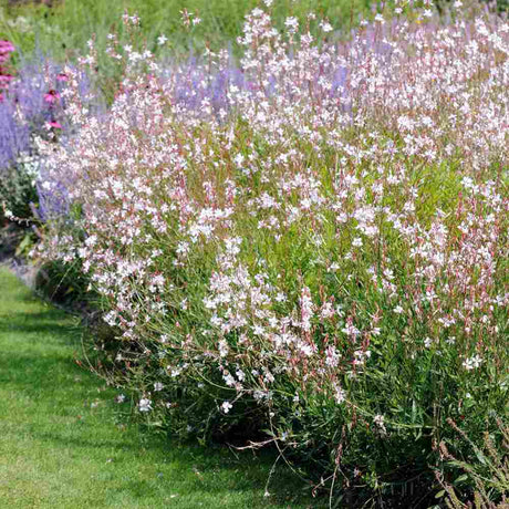 Floarea Albinei Alba (Gaura Lindheimeri), planta perena cu flori albe, inflorire lunga, atrage albine