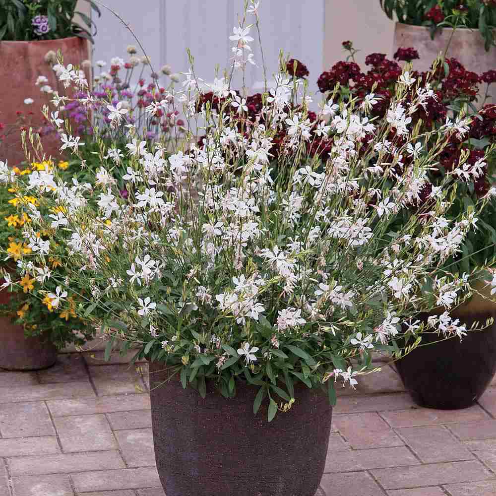 Floarea Albinei Alba (Gaura Lindheimeri), planta perena cu flori albe, inflorire lunga, atrage albine