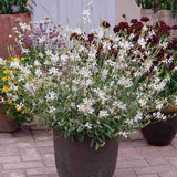 Floarea Albinei Alba (Gaura Lindheimeri), planta perena cu flori albe, inflorire lunga, atrage albine