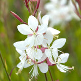 Floarea Albinei Alba (Gaura Lindheimeri), planta perena cu flori albe, inflorire lunga, atrage albine