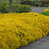 Genista lydia, tufa decorativa cu flori galbene, ideala pentru soluri sarace si gradini insorite