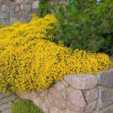 Genista lydia, tufa decorativa cu flori galbene, ideala pentru soluri sarace si gradini insorite
