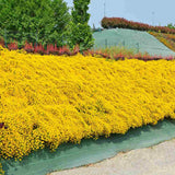 Genista lydia, tufa decorativa cu flori galbene, ideala pentru soluri sarace si gradini insorite
