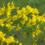 Genista lydia, tufa decorativa cu flori galbene, ideala pentru soluri sarace si gradini insorite