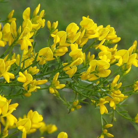 Genista lydia, tufa decorativa cu flori galbene, ideala pentru soluri sarace si gradini insorite