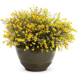 Genista lydia, tufa decorativa cu flori galbene, ideala pentru soluri sarace si gradini insorite
