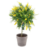 Genista spachiana Copacel, arbore ornamental cu flori galbene, coroana eleganta, pentru soare si terasa