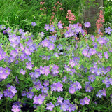 Muscata de gradina Ciocul Berzei Geranium Johnson's Blue, flori albastru-violet, planta taratoare, autoinmultire, pentru soare si semiumbra