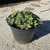 Muscata de gradina Ciocul Berzei Geranium Johnson's Blue, flori albastru-violet, planta taratoare, autoinmultire, pentru soare si semiumbra
