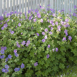 Muscata de gradina Ciocul Berzei Geranium Johnson's Blue, flori albastru-violet, planta taratoare, autoinmultire, pentru soare si semiumbra