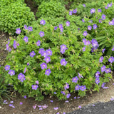 Muscata de gradina Ciocul Berzei Geranium Johnson's Blue, flori albastru-violet, planta taratoare, autoinmultire, pentru soare si semiumbra