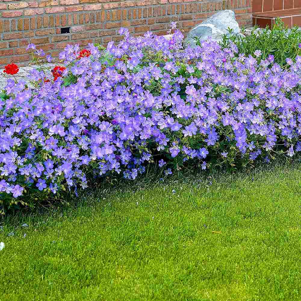 Muscata de gradina Ciocul Berzei Geranium Johnson's Blue, flori albastru-violet, planta taratoare, autoinmultire, pentru soare si semiumbra