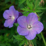 Muscata de gradina Ciocul Berzei Geranium Johnson's Blue, flori albastru-violet, planta taratoare, autoinmultire, pentru soare si semiumbra