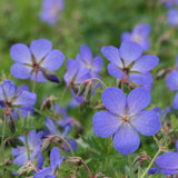 Muscata de gradina Ciocul Berzei Geranium Johnson's Blue, flori albastru-violet, planta taratoare, autoinmultire, pentru soare si semiumbra