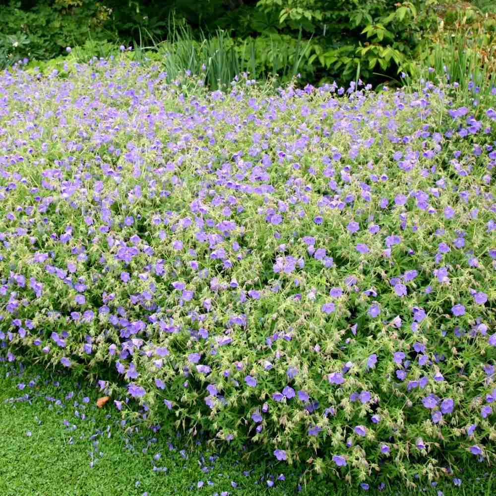 Muscata de gradina Ciocul Berzei Geranium Johnson's Blue, flori albastru-violet, planta taratoare, autoinmultire, pentru soare si semiumbra