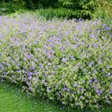 Muscata de gradina Ciocul Berzei Geranium Johnson's Blue, flori albastru-violet, planta taratoare, autoinmultire, pentru soare si semiumbra