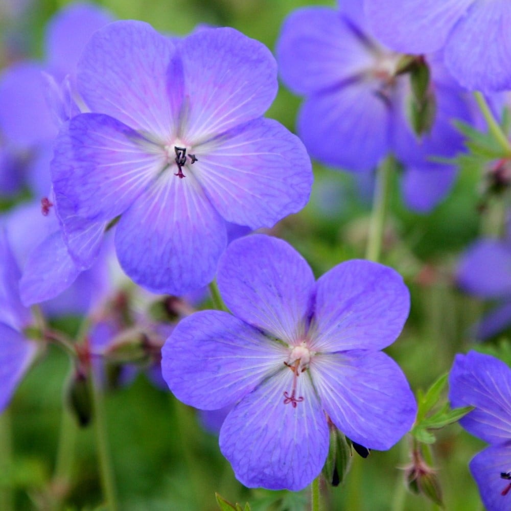 Muscata de gradina Ciocul Berzei Geranium Johnson's Blue, flori albastru-violet, planta taratoare, autoinmultire, pentru soare si semiumbra