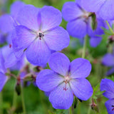 Muscata de gradina Ciocul Berzei Geranium Johnson's Blue, flori albastru-violet, planta taratoare, autoinmultire, pentru soare si semiumbra